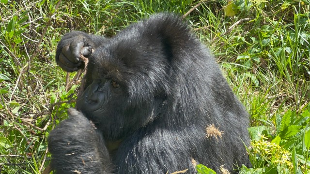 Visit 1 Day Uganda Gorilla Tracking Trip, Mgahinga Gorilla NP in Kabale, Uganda