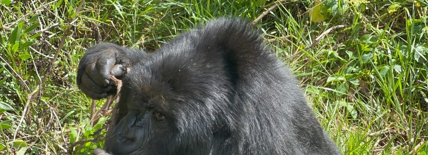 1 journée d'excursion en Ouganda à la recherche des gorilles, Parc national des gorilles de Mgahinga