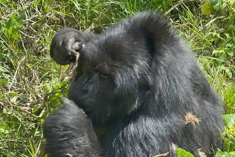 1 Day Uganda Gorilla Tracking Trip, Mgahinga Gorilla NP