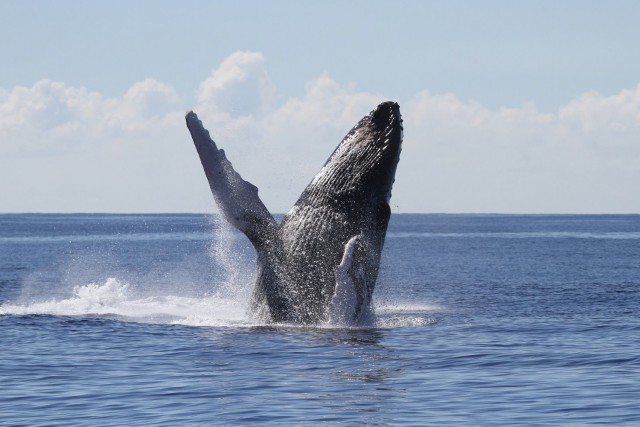 Visit Oahu Seasonal Whale Watch Cruise in Honolulu