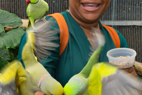 St Maarten: Fågelaviarium och naturskön körning