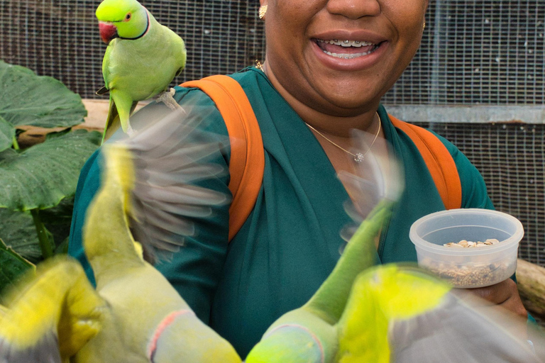 St Maarten: Fågelaviarium och naturskön körning