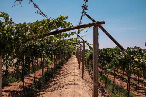 Ica: Tacama and CulturPisco Sightseeing Tour with Wine and Pisco Tasting