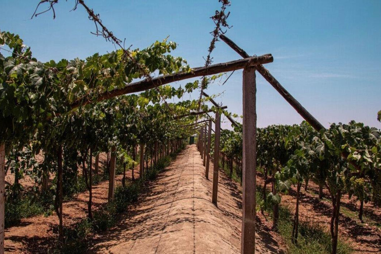 Ica: Tacama and CulturPisco Sightseeing Tour with Wine and Pisco Tasting