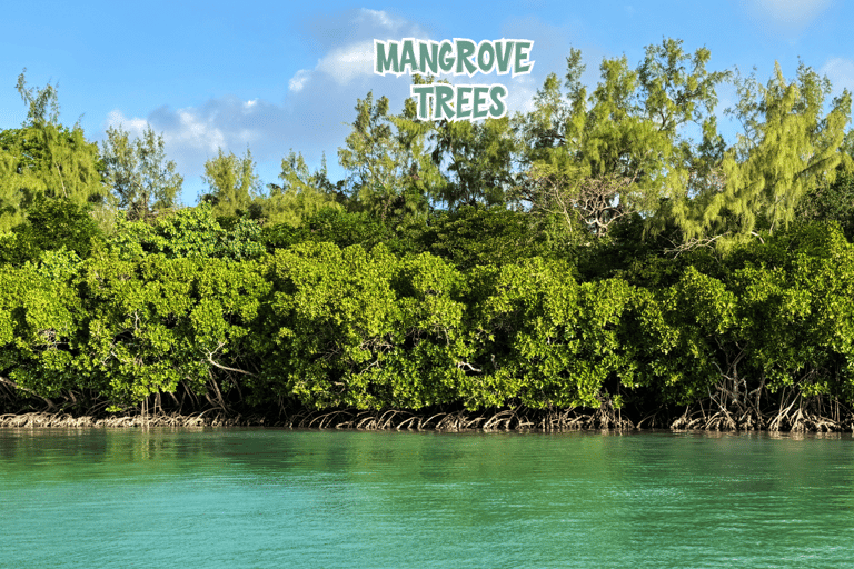 Mauricio: tour privado en lancha motora a Île aux Cerfs con barbacoaMauritius: Ile Aux Cerfs Private Speedboat Tour with BBQ