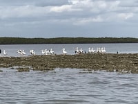 Fast and More 60 minute Airboat Tour on the Homosassa River - Housity