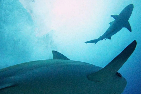 Playa del Carmen: immersioni con gli squali toro