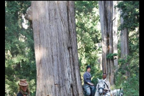 From Addis Ababa: Menagesha Suba Forest Hike & Wildlife Tour