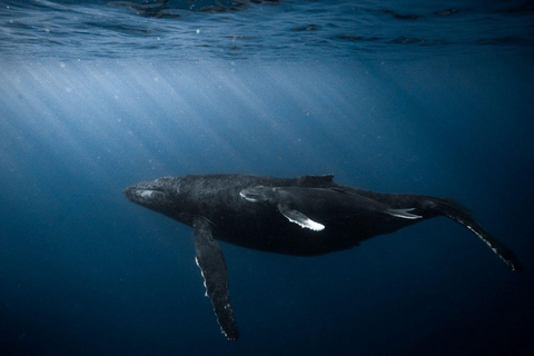 Honolulu: Crucero con esnórquel y fuegos artificiales al atardecer