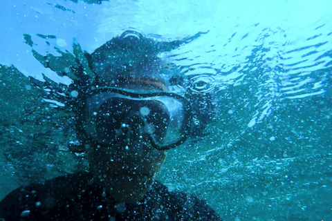 Mombasa : Excursion à la rencontre des dauphins de Wasini