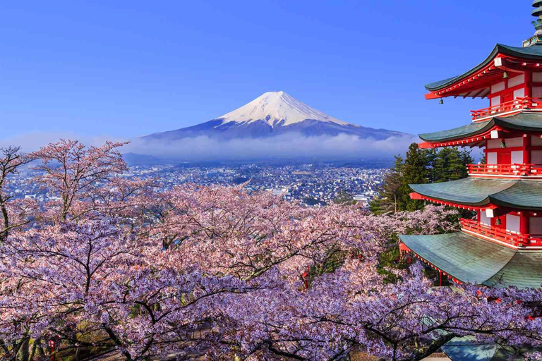 Tokyo: Mt. Fuji &amp; Hakone Cherry Blossoms Private Day Tour