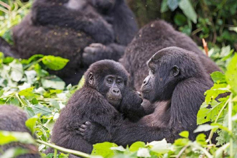 Entebbe: 5-Day Primates, Culture and Wildlife Safari Tour
