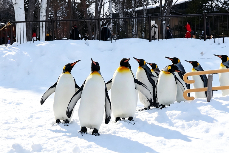 Sapporo: Asahiyama Zoo, Blue Pond & Chiyoda Farm Day Tour Private Sightseeing Tours