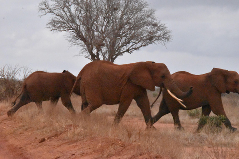 Nairobi: 4-Day Masai mara Naivasha Tour