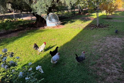 Clases de Experiencia, Cocina, Cerámica y MosaicoClase de cerámica y comida en la granja