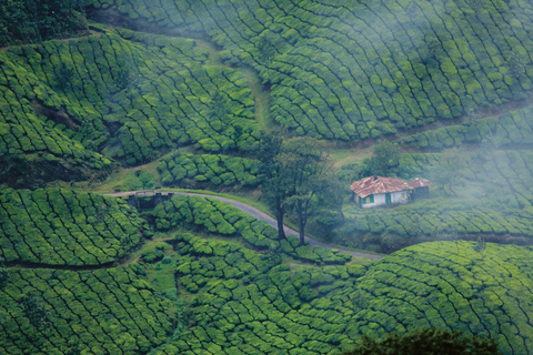 Au départ de Cochin : Circuit de 4 jours à Munnar et Alleppey avec bateau à moteur