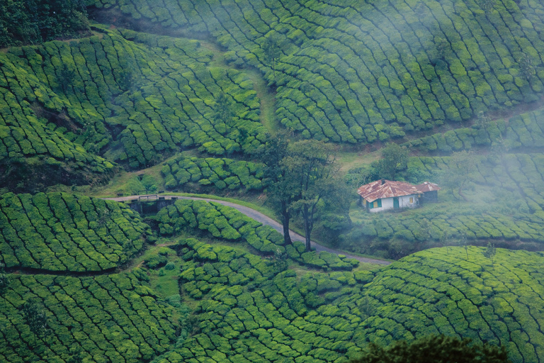 From Cochin: Munnar and Alleppey 4-Day Tour with Houseboat