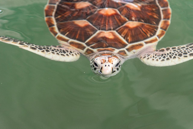 Phuket: świątynia, pomnik ofiarom tsunami, centrum żółwi i słoniePhuket: Temple, Tsunami Memorial, Turtle Center &amp; Elephant