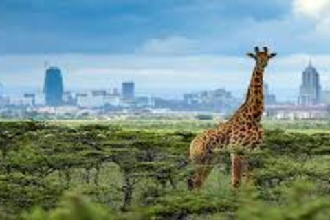 5 Hour - Tour Nairobi National Park Or Evening Game Drive
