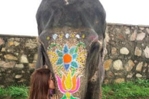 Jaipur: Rondleiding door Hathi Gaon Elephant Village