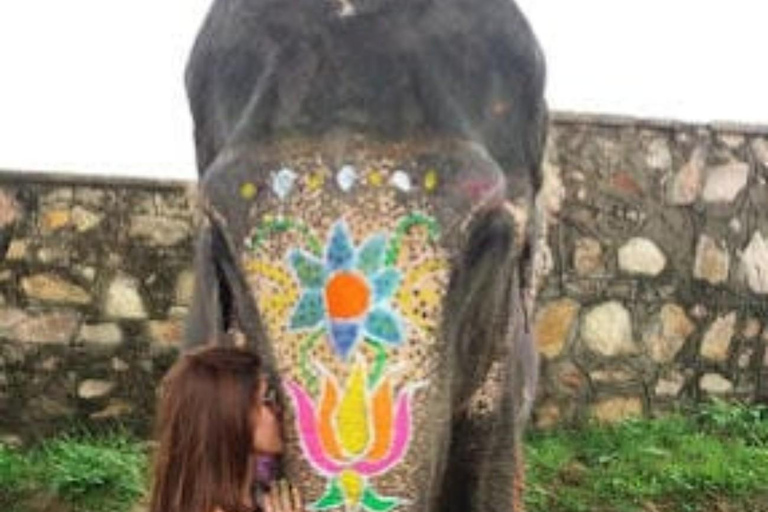 Jaipur: Rondleiding door Hathi Gaon Elephant Village