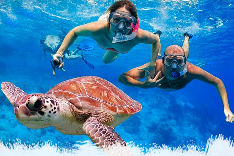 Fantastisk upplevelse: Snorkling med sköldpaddor i Mirissa