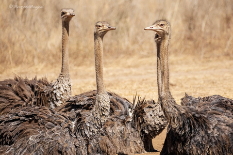 Nairobi to the Mara: 3-Day Private Romantic Safari Escape Nairobi: 3-Day Maasai Mara Private Safari for Couples