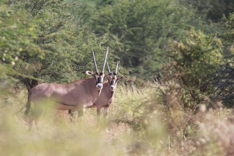 Tanzania: Four Days Wildlife Safari in Northern Parks