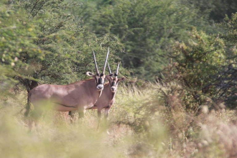 Tanzania: Four Days Wildlife Safari in Northern Parks