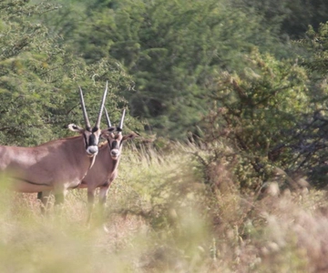Tanzania: Four Days Wildlife Safari in Northern Parks