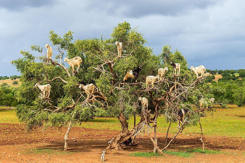 Agadir: High Atlas Mountains, Goats on Trees & Garden Tour