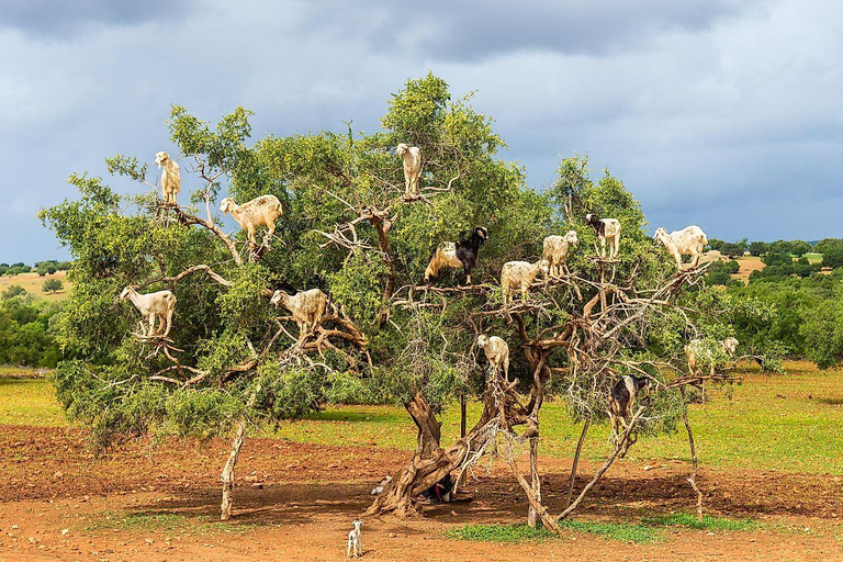 Agadir: High Atlas Mountains, Goats on Trees & Garden Tour