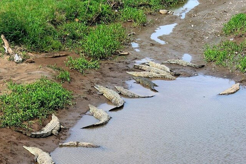 Puntarenas : excursion safari dans la faune et la rivièrePuntarenas : Excursion safari dans la nature et sur le fleuve