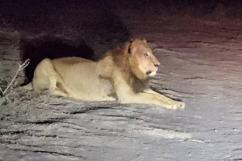 Nairobi National Park Night Safari with Armed Rangers