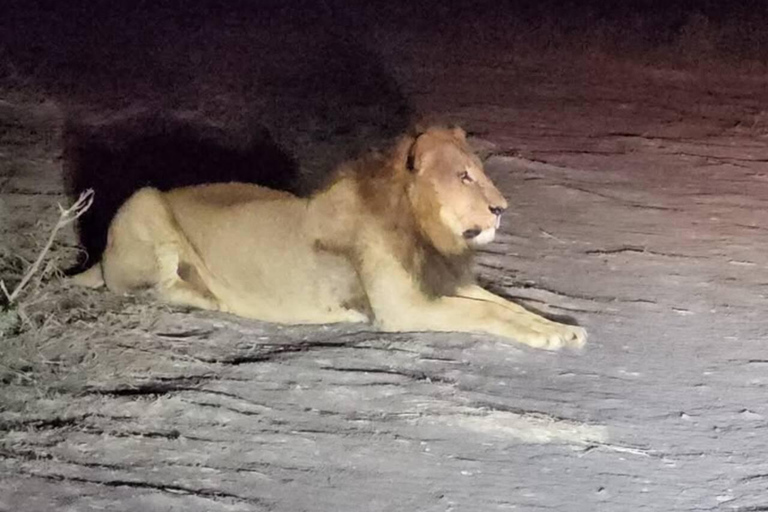 Nairobi National Park Night Safari with Armed Rangers