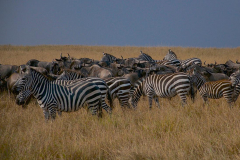 Excursão de um dia para a Reserva de Caça Maasai Mara saindo de Nairóbi