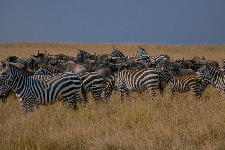 Excursão de um dia para a Reserva de Caça Maasai Mara saindo de Nairóbi