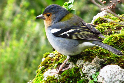 Madeira: Birdwatching - The Endemics