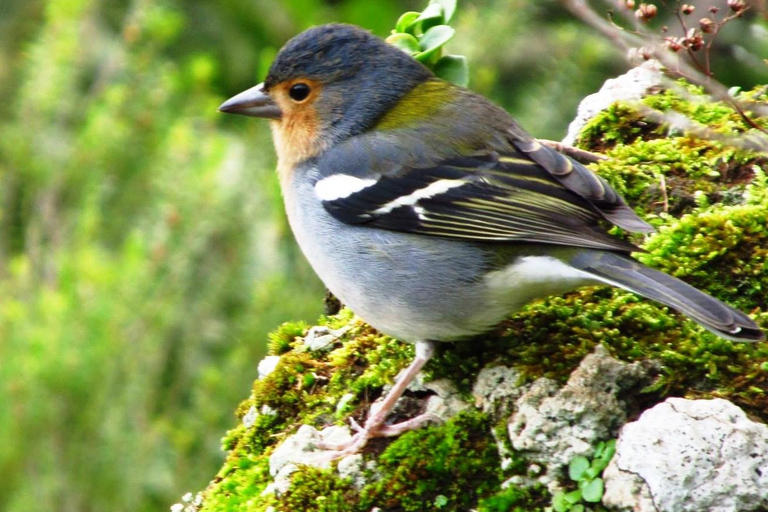 Madeira: Birdwatching - The Endemics