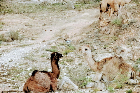 Ganztagestour: Westlich von Salalah versteckte Juwelen und felsige Strände