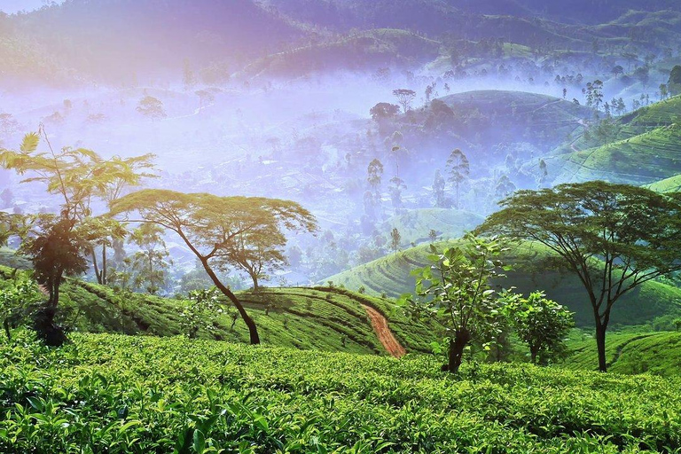 Sri Lanka: tour di 6 giorni di Kandy, Nuwara Eliya, Bentota e Colombo