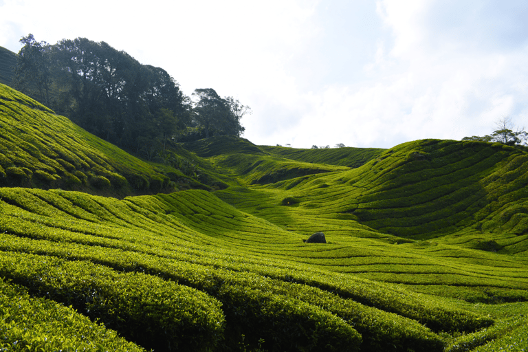 Kuala Lumpur: Customize Your Cameron Highlands Itinerary From KL: Discover Cameron Highlands’ Tea Valleys & Farms