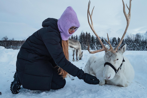 Tromsø: Sami Camp and Reindeer Experience with Lunch