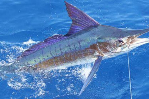 Zanzibar Big Game Fishing Adventure with Private Boat From Nungwi/Kendwa Tour with Meeting point + Entry ticket