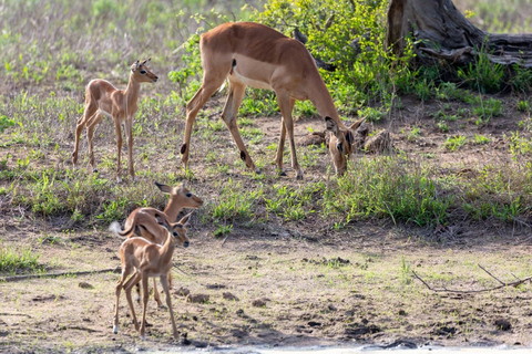 Day Trip: Amboseli National Park Safari with Driver Guide Private Daytrip