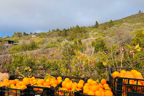 South Tenerife: Off-the-beaten-track buggy adventure South Tenerife: Full-Day Self-Drive Buggy Experience