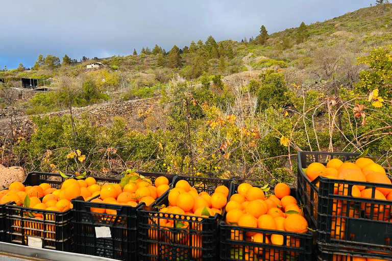 South Tenerife: Off-the-beaten-track buggy adventure South Tenerife: Full-Day Self-Drive Buggy Experience