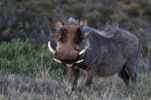 Addo Elephant National Park All Inclusive heldagssafariStandardtur