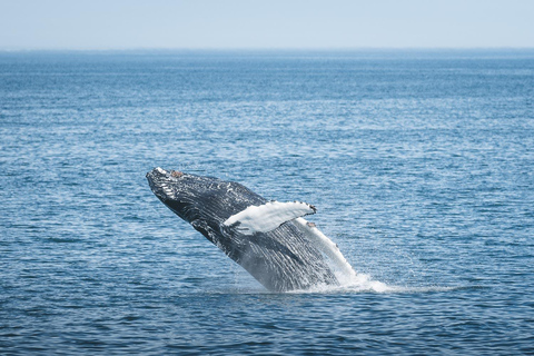 Árskógssandur: Whale-Watching Boat Trip