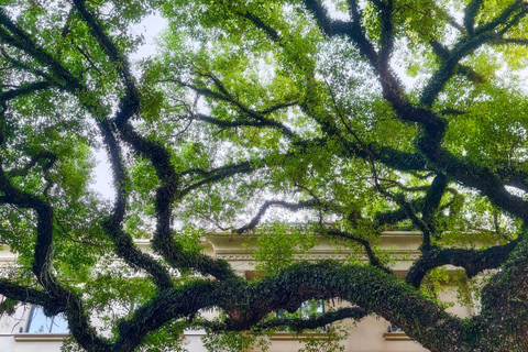 Guangzhou: Shamian Island Walk and Zen Tea Masterclass